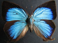 Arhopala micale amytis - Adult